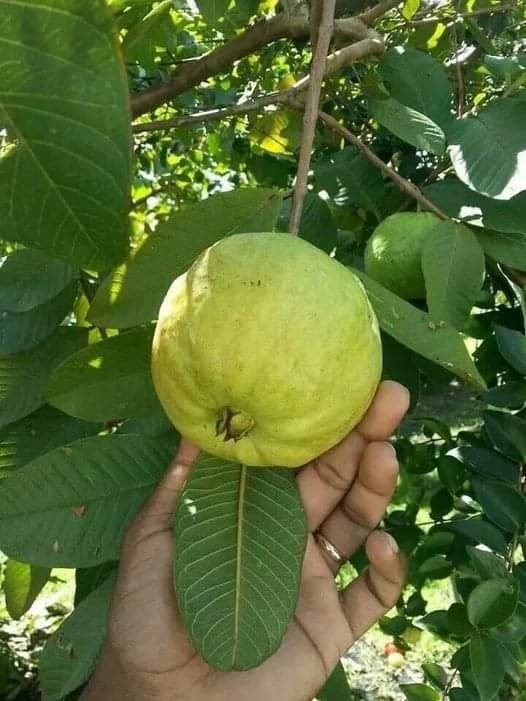 Zumo de hojas de guayaba para la azucar alta