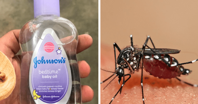 Aceite de bebe y clavos de olor para repeler mosquitos