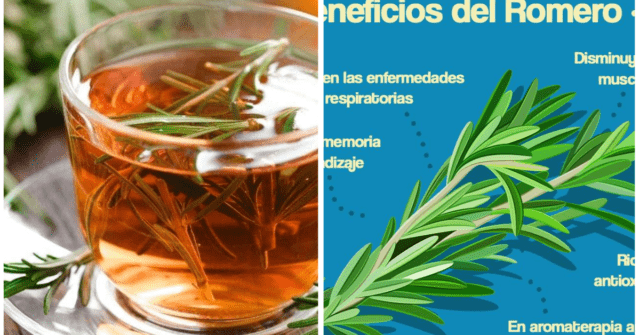 Propiedades y beneficios del romero