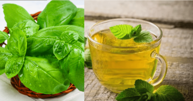 Propiedades de la albahaca