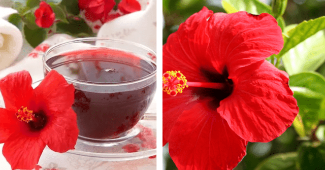 Agua de jamaica para ayudar apurificar arterias y los riñones