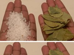 LA MAGIA DEL LAUREL Y LA SAL: USOS AL AIRE LIBRE MÁS ALLÁ DE LA COCINA