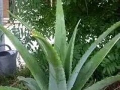 Si tienes esta planta en tu patio tienes el tesoro mas grande y no lo sabias (Aloe Vera)