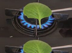 QUE OCURRE AL PONER UNA HOJA DE ORÉGANO AL FUEGO