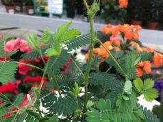 El poder curativo de la Mimosa Pudica: 10 beneficios para la salud y cómo utilizar esta increíble planta