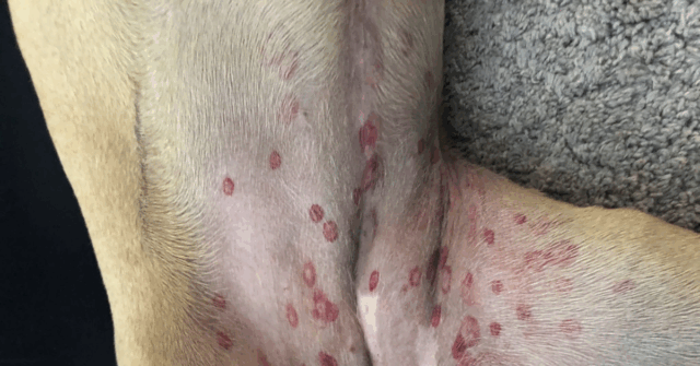 ¿Círculos rojos en el abdomen de tu perro? Esto es lo que debes saber