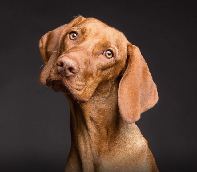 ¿Por qué los perros inclinan la cabeza? El gesto más tierno que esconde una función muy útil