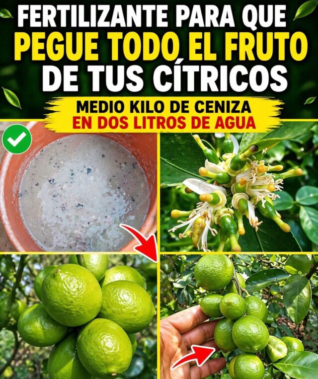 🌿🍋 ¡TRUCO CASERO QUE ESTÁ AYUDANDO A MUCHOS A TENER MÁS FRUTOS! 🍋🌿