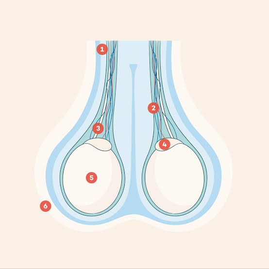 ⚠️ 5 señales tempranas del cáncer testicular que ningún hombre debería ignorar