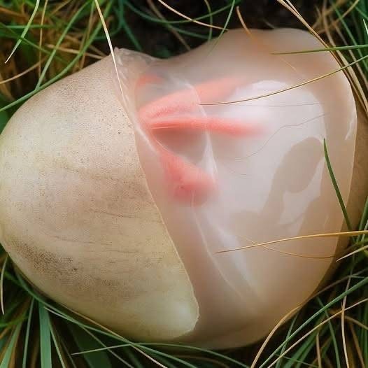 Lo que encontré en mi jardín y me dejó sin palabras